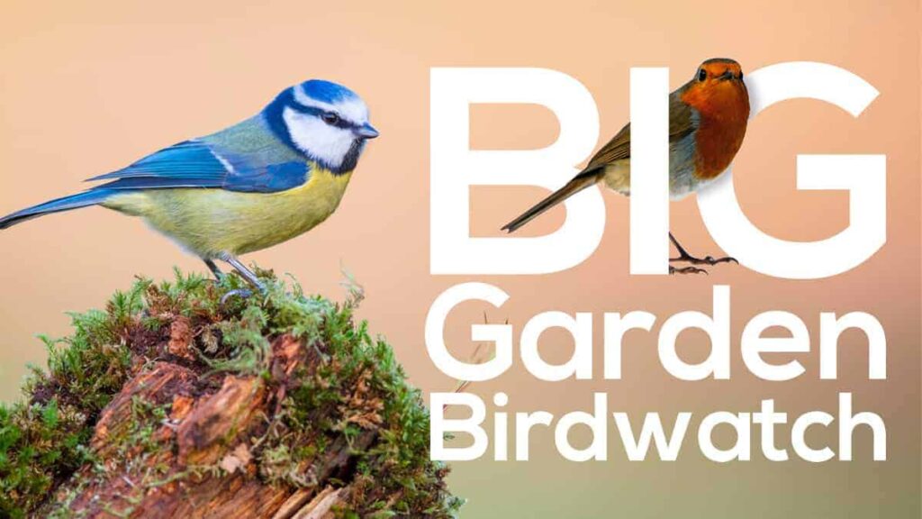 birdwatch2